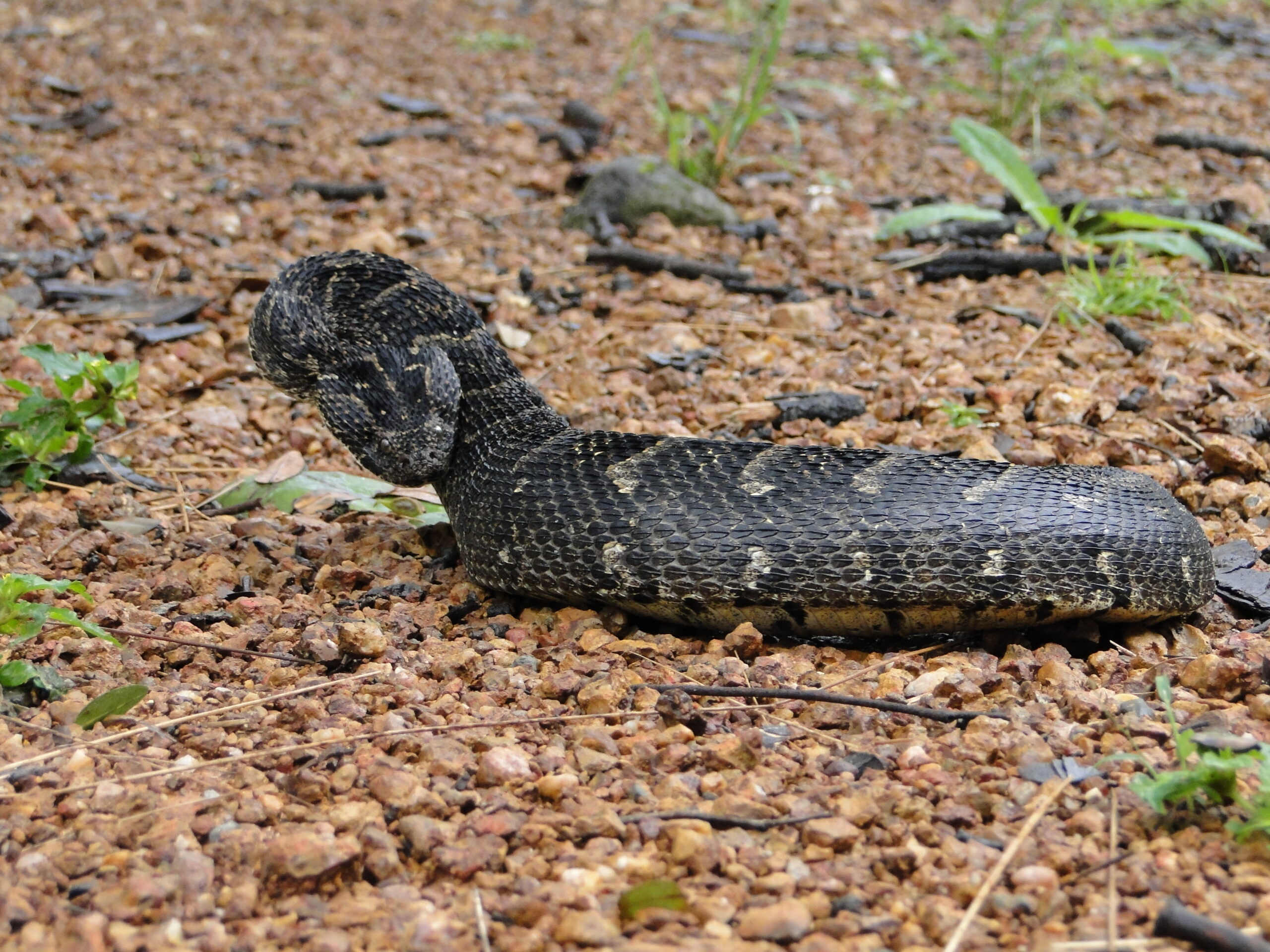 Zambia Herpetological Treasure Trove MatVanGeo
